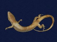 Formosan Chinese skink Collection Image, Figure 6, Total 9 Figures